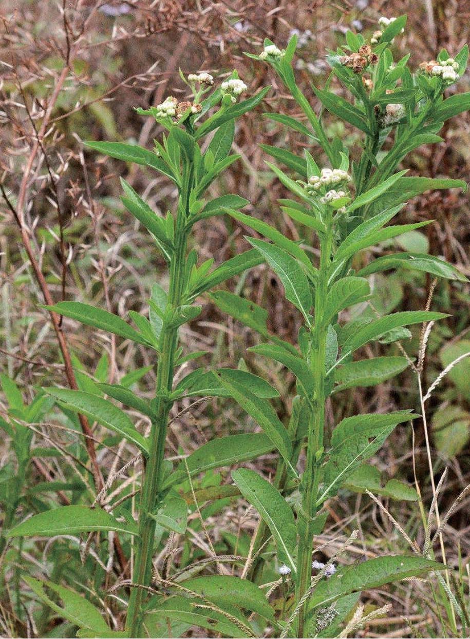 翼茎阔苞菊